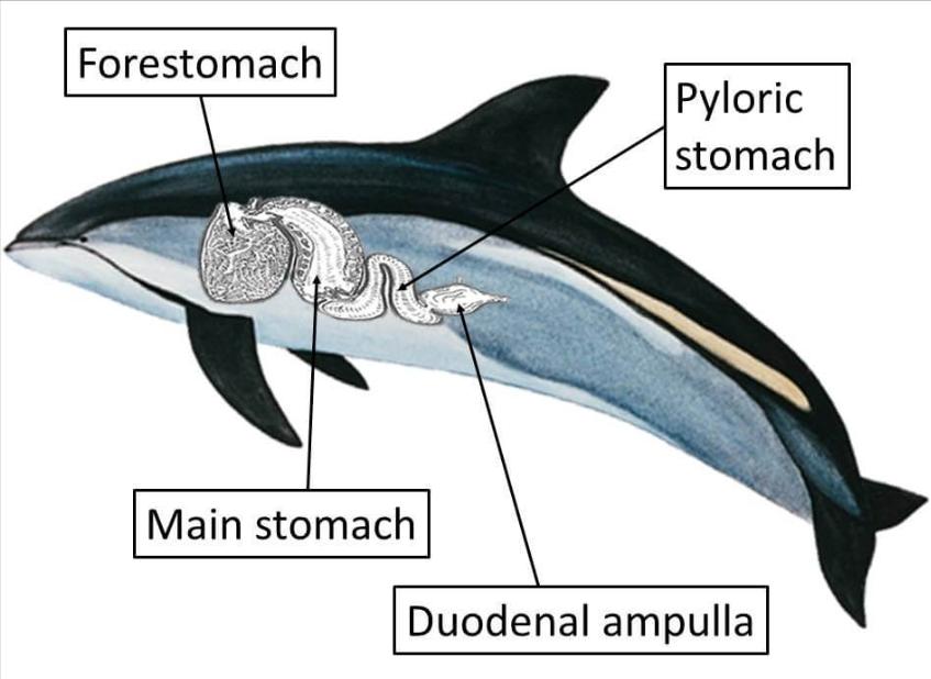 What would happen if a whale accidentally swallowed you, and is there any chance of survival
