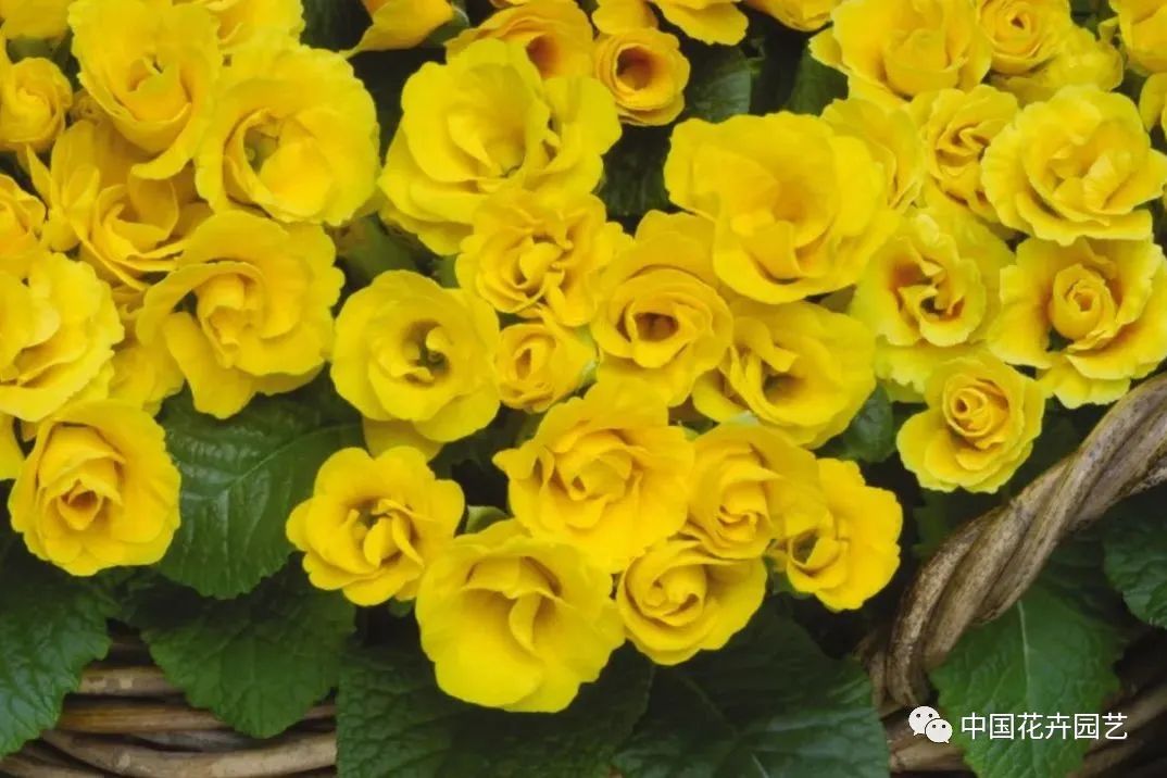 这些花 让早春花园更多彩 资讯咖