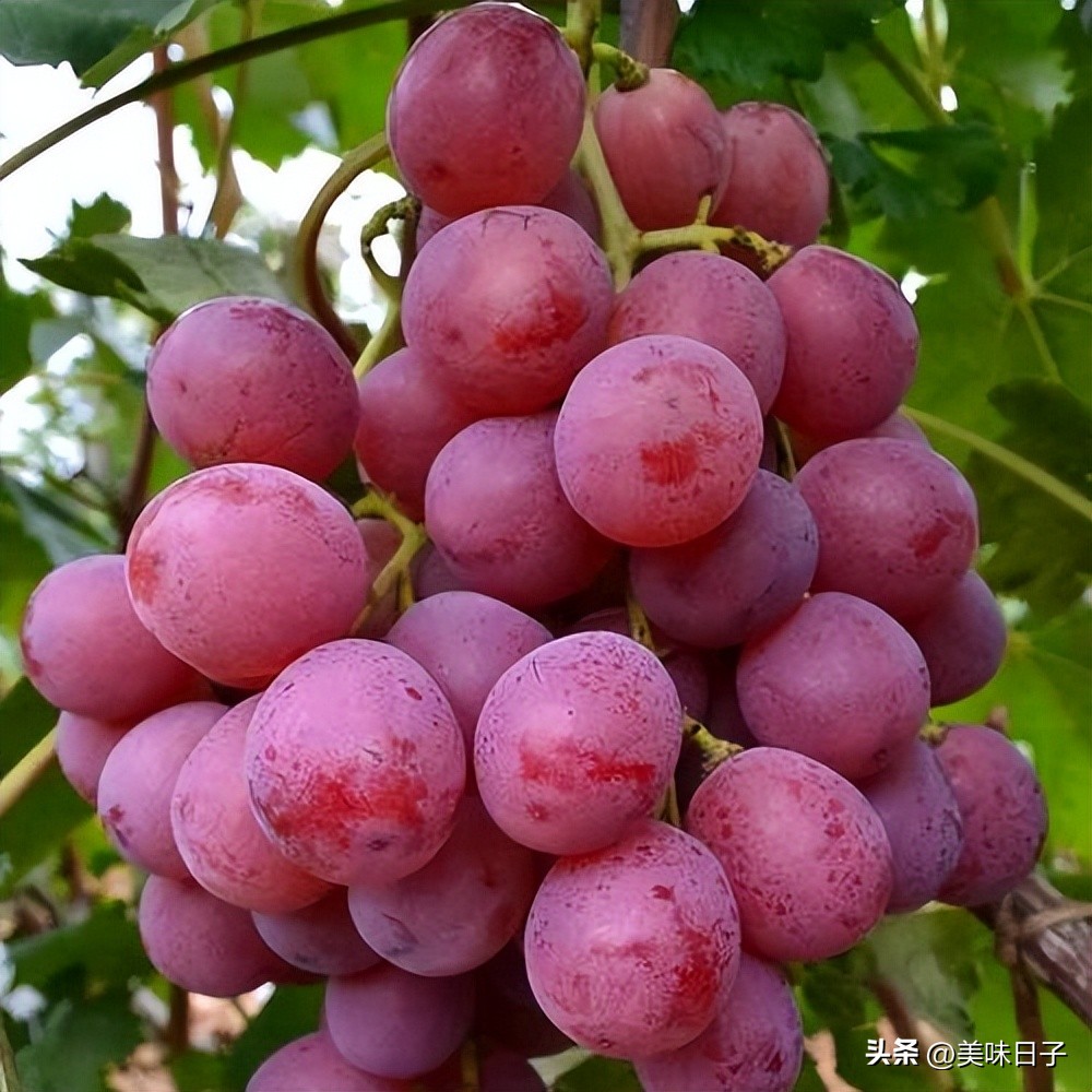 What is the difference between grapes and raisins?A detailed