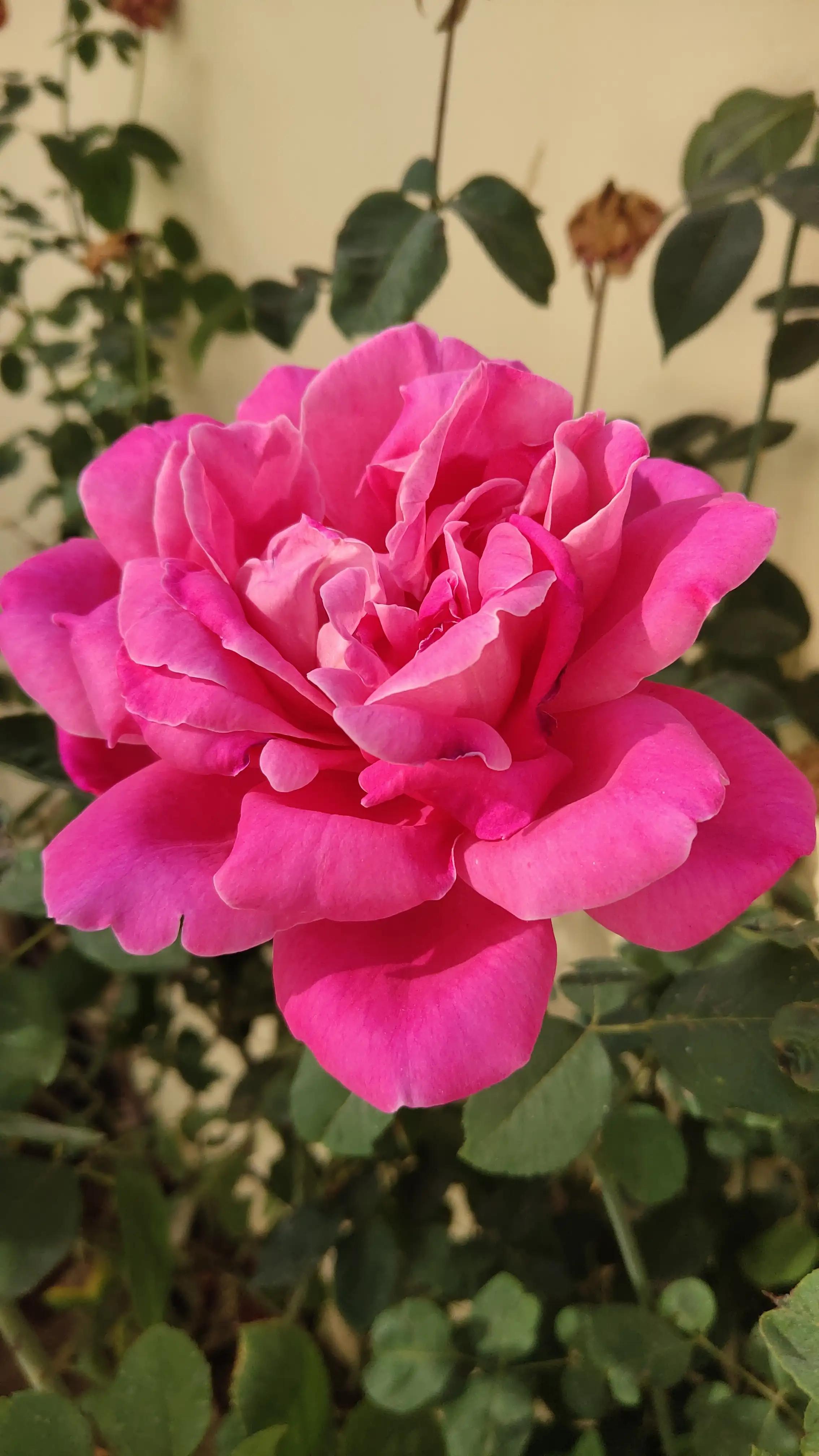 The single rose in autumn is extraordinarily delicate and