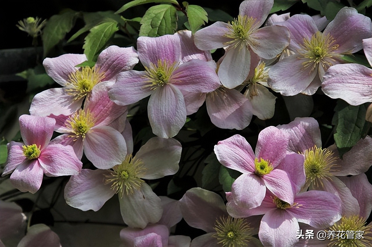 Why do clematis have been raised for a long time, either not blooming