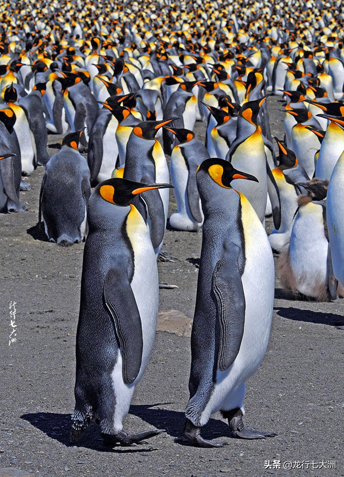 Nine species of penguins I photographed during my seven trips to the ...