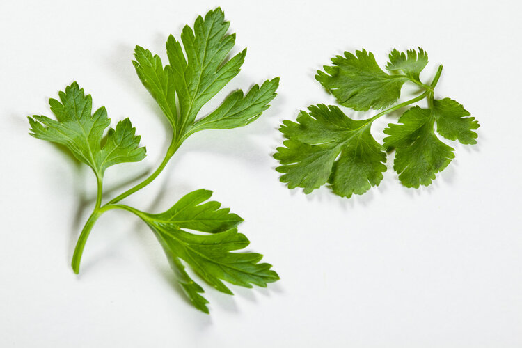 Eat "cilantro" to kill sperm!Does coriander cause impotence?Can men eat