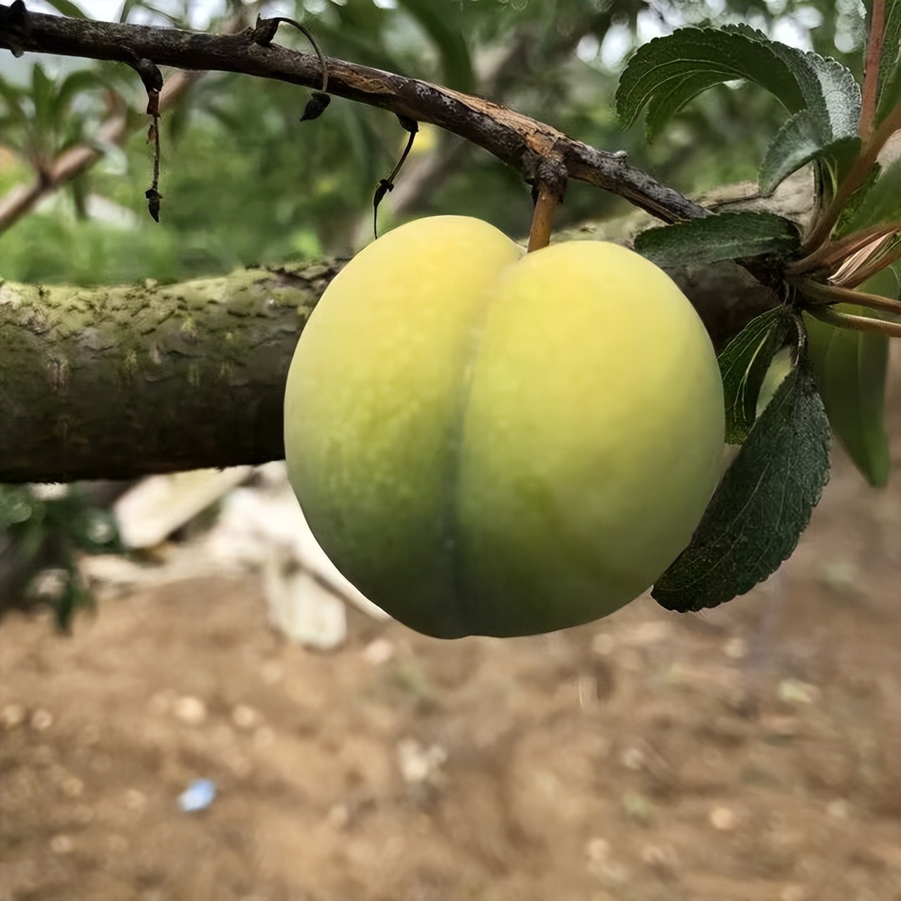 what fruit did the ancients eat iNEWS