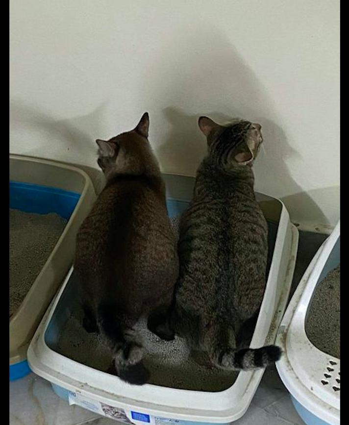 Will 2 Cats Use The Same Litter Box at Samuel Galvan blog