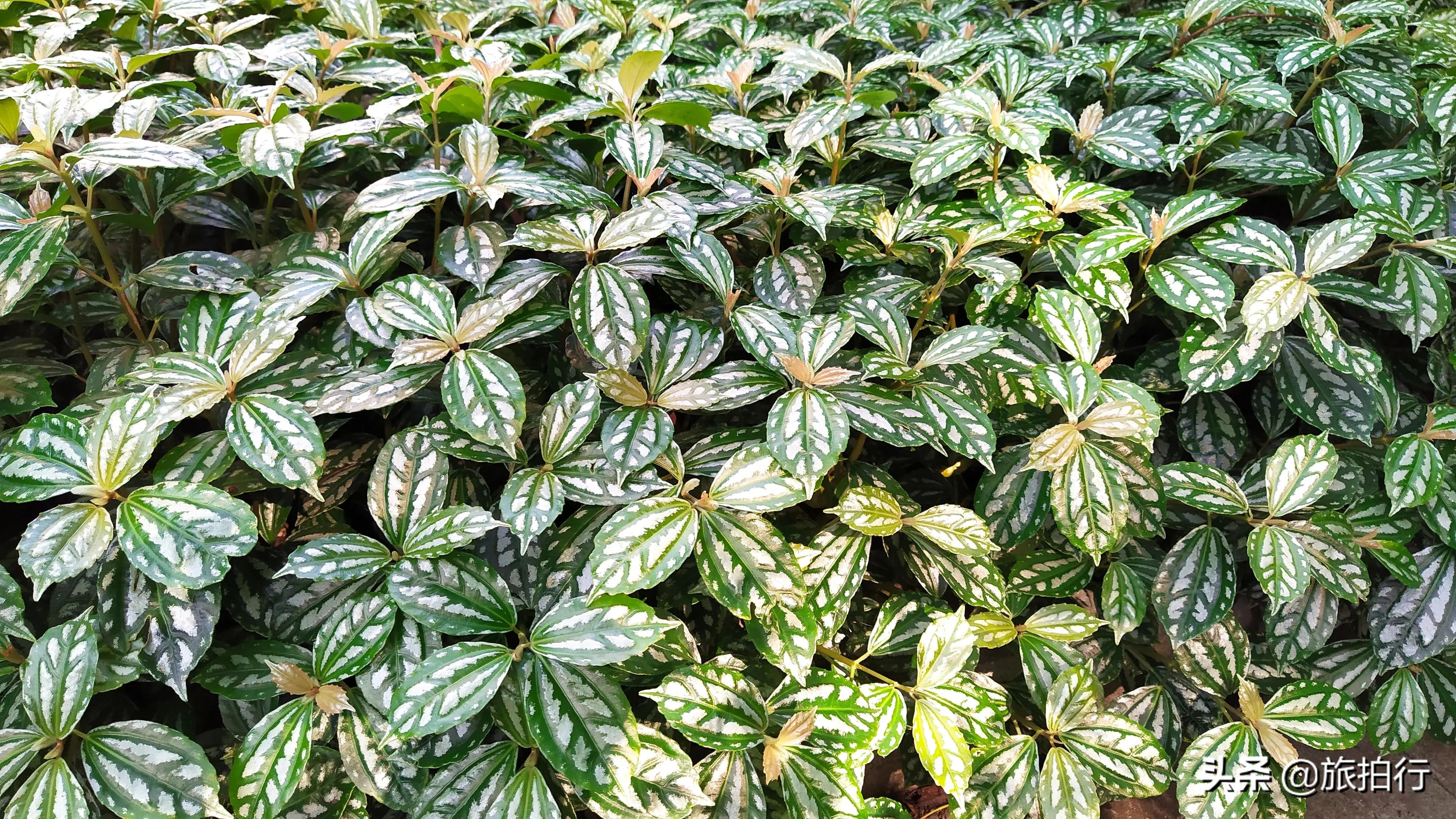 This plant is a cold water flower, hurry up and see how it is grown iNEWS