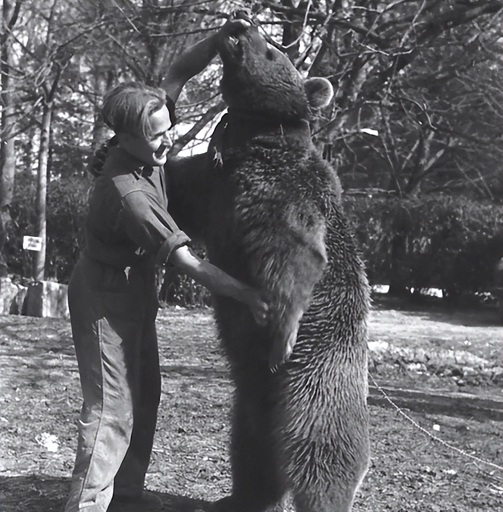 二戰唯一一頭「熊戰士」，抽菸喝酒還抓間諜，退役前被授中士軍銜- 頭條匯