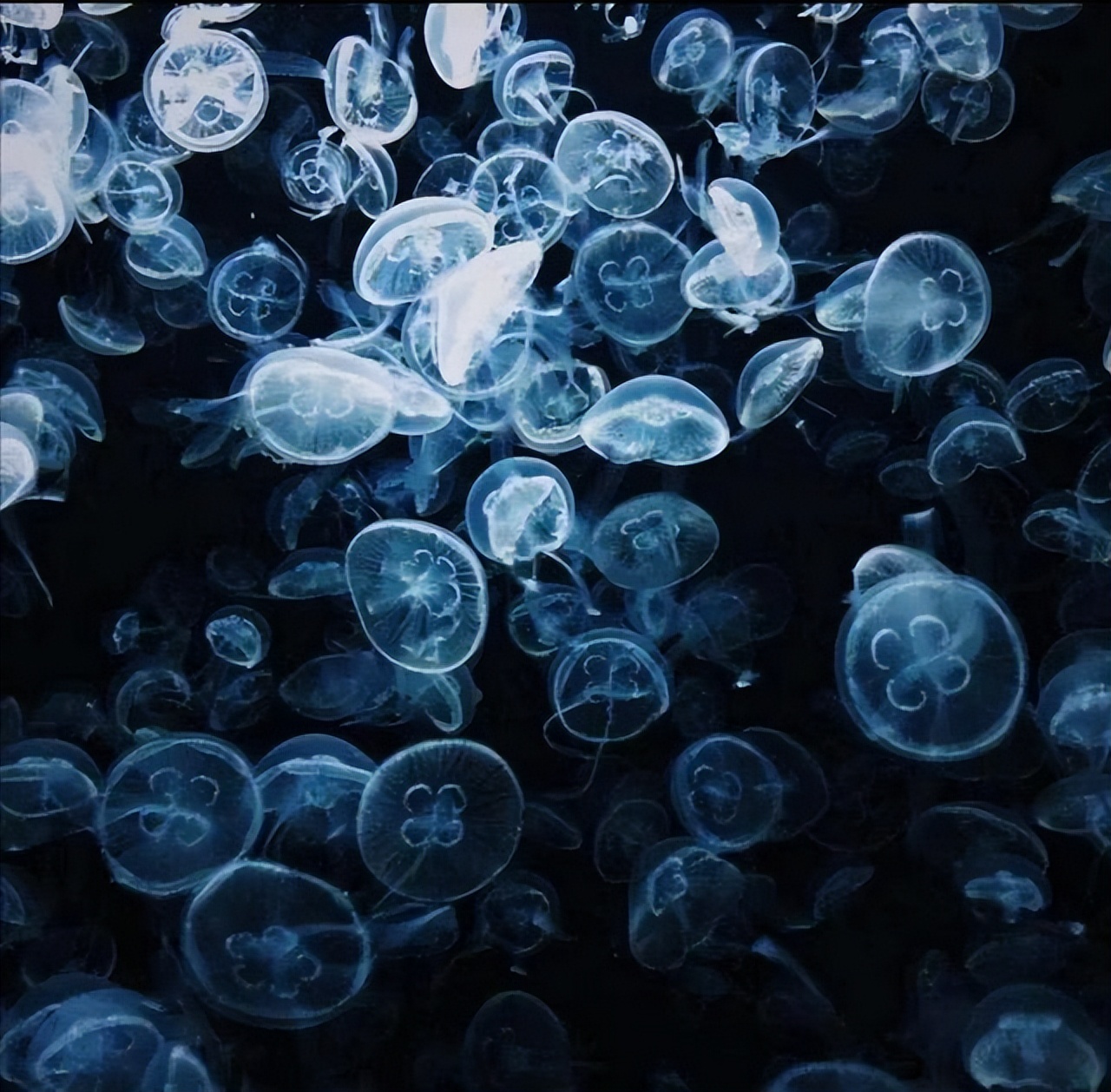 This animal can live forever, what magical code does it leave for human