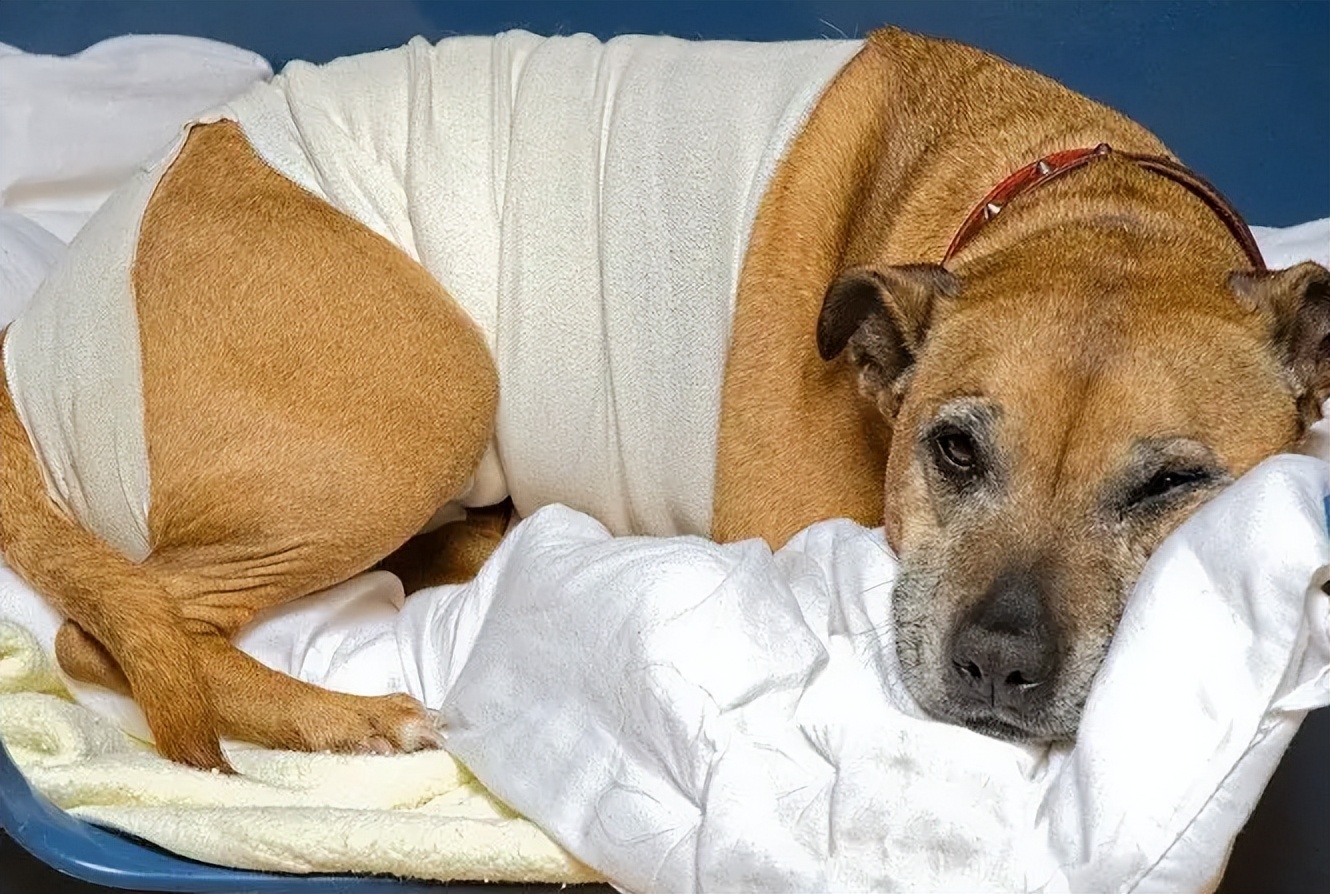 Knowledge about bone diseases in dogs iNEWS