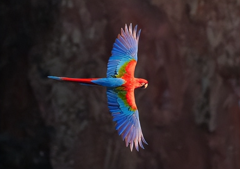 Macaw: The king of the tropics under colorful wings - iNEWS