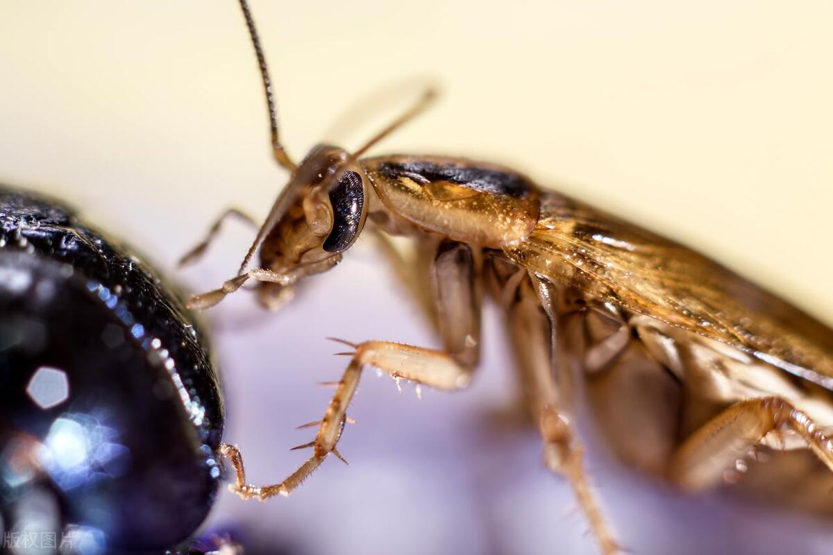 What are cockroaches most afraid of? What's the most effective way to ...