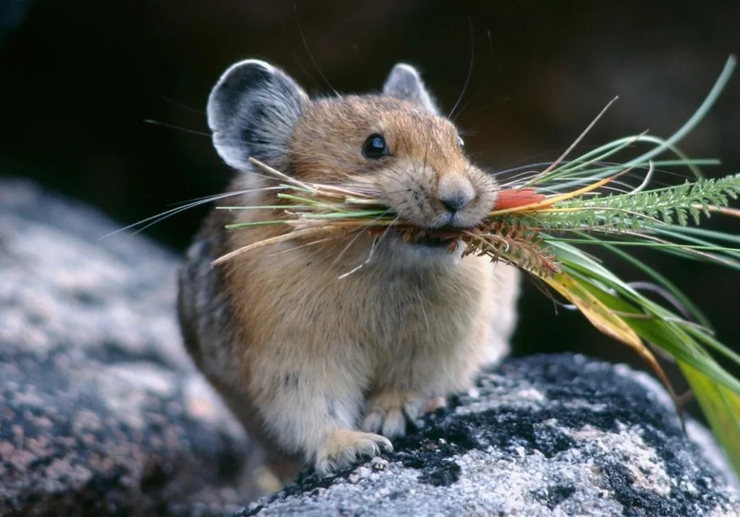 Pikachu is neither a mouse nor a rabbit, its prototype turned out to be ...