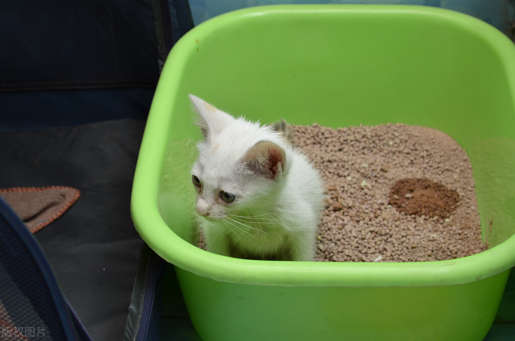 What Causes Cat Diarrhea? Do you want to go to the pet hospital for