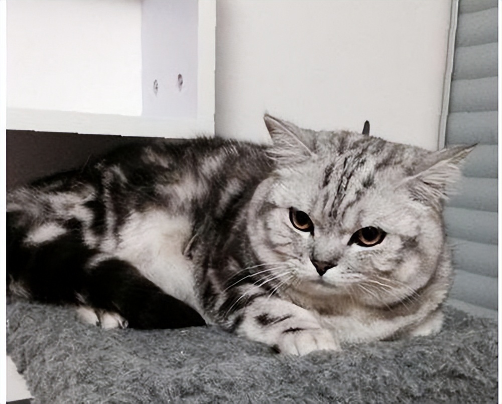 The difference between tabby cats and tabby cats, many people still can