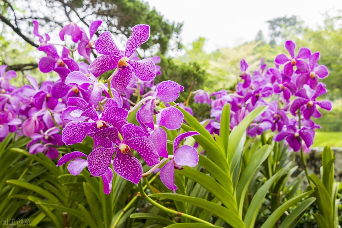 How to use rice water to make orchids grow better? iNEWS