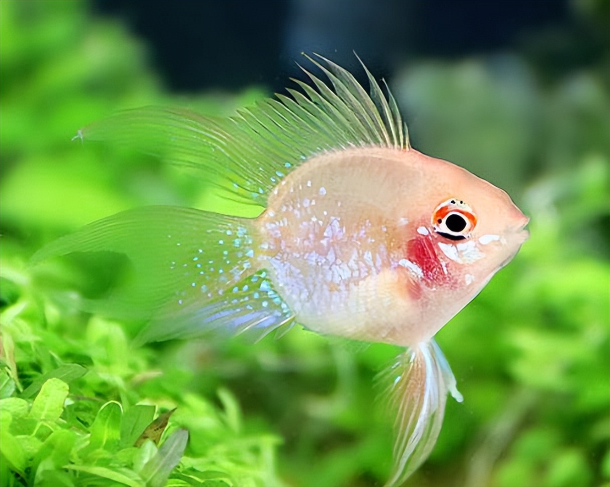 Goldfish disease season is approaching, how to improve resistance so