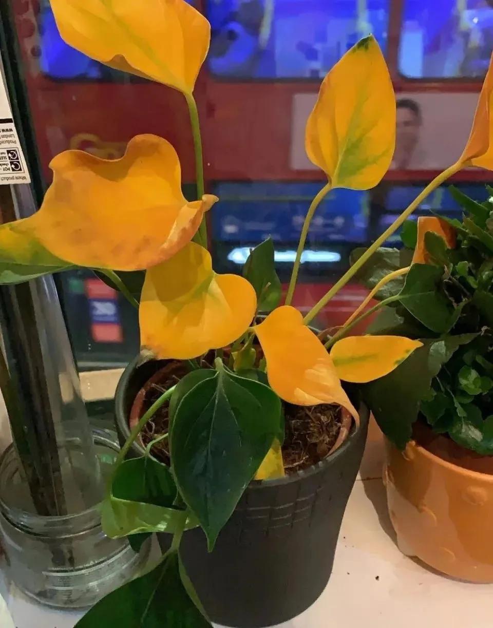 Anthurium yellow leaves turn black palm? Mainly because of the "three