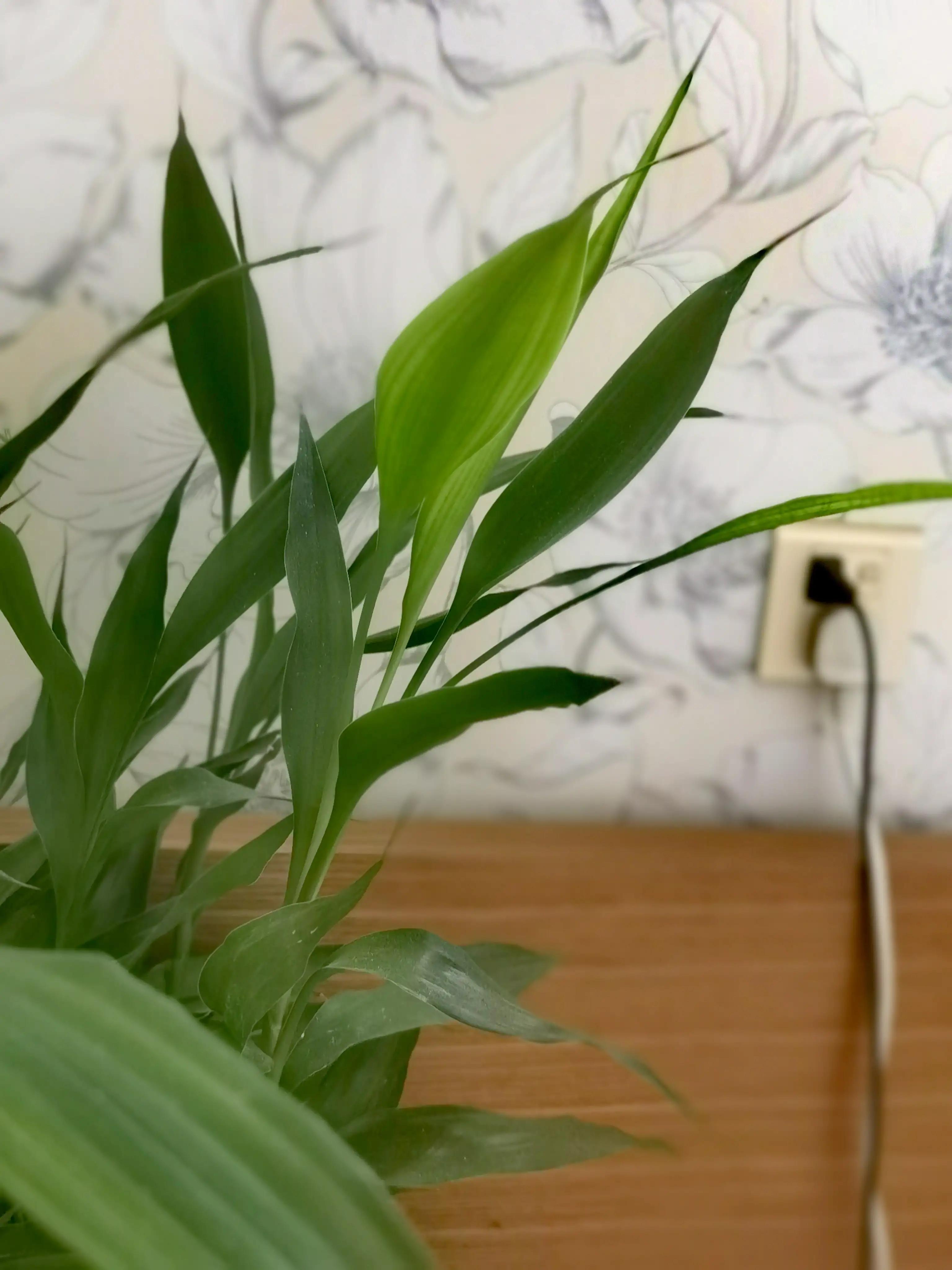 Are flowers also conscious? iNEWS