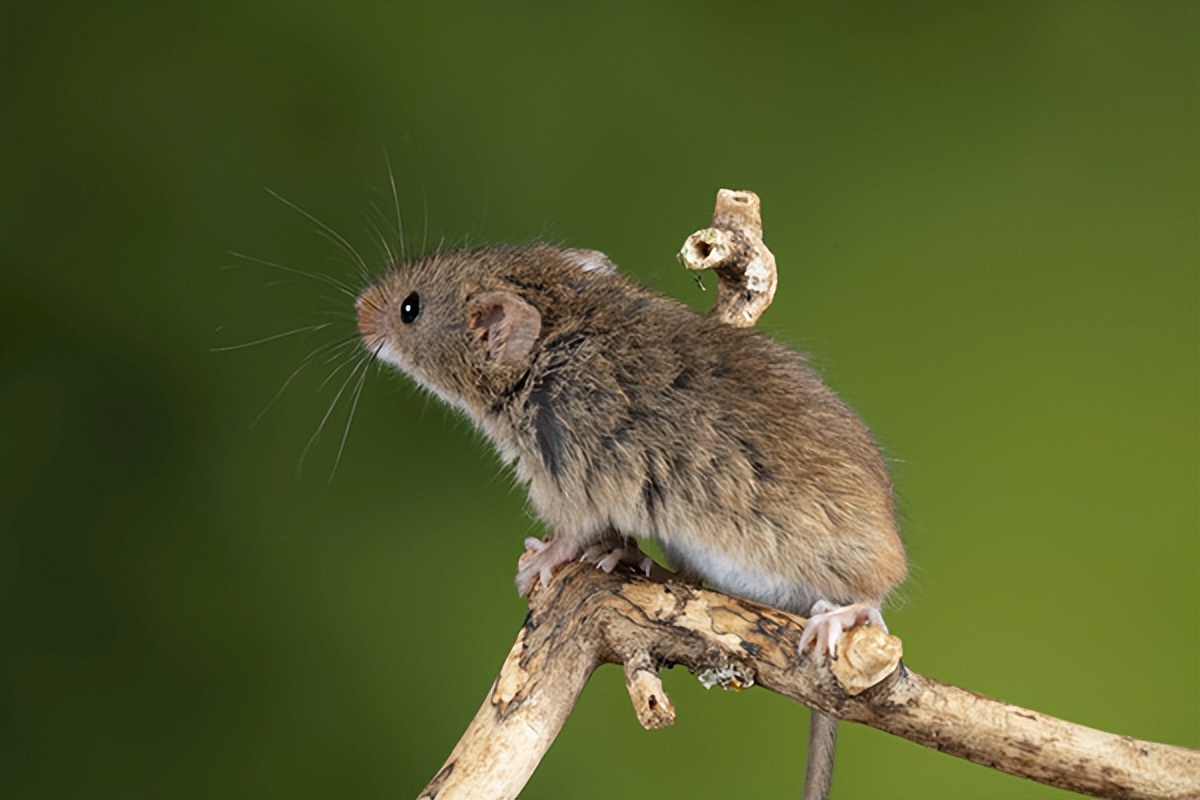 Why does everyone shout and beat rats, and what harm do they do to