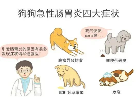 About dog enteritis - iNEWS
