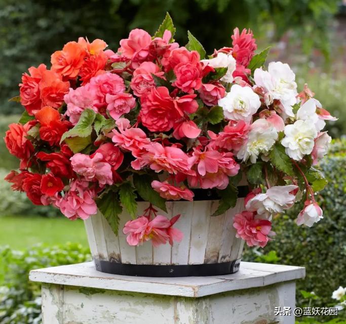 Bulbous begonias that can bloom for 6 months a year, blooming like
