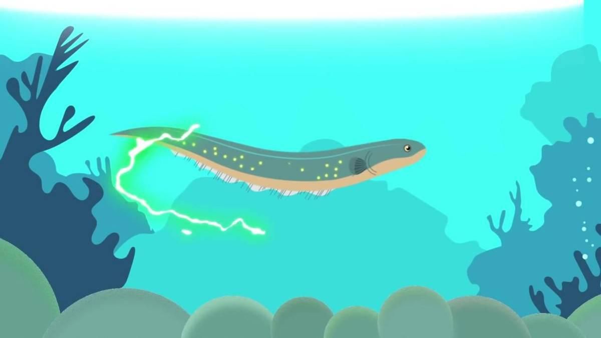 Magical defense mechanism, why can't the electric eel discharge itself