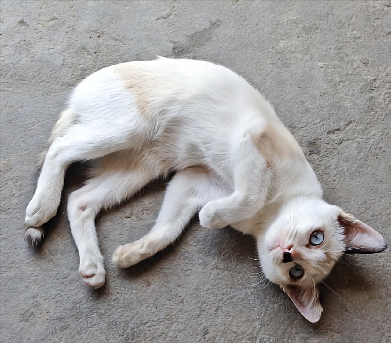 What to do if the cat is too thin? Don't panic, try these methods iNEWS