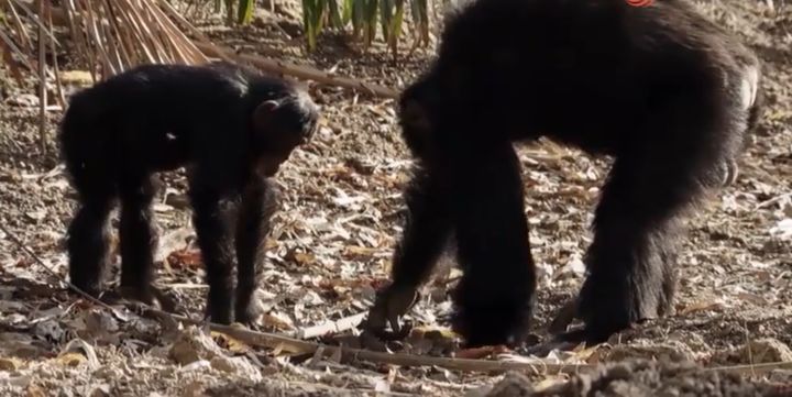 The latest evolution of chimpanzees: have learned to dig wells for ...