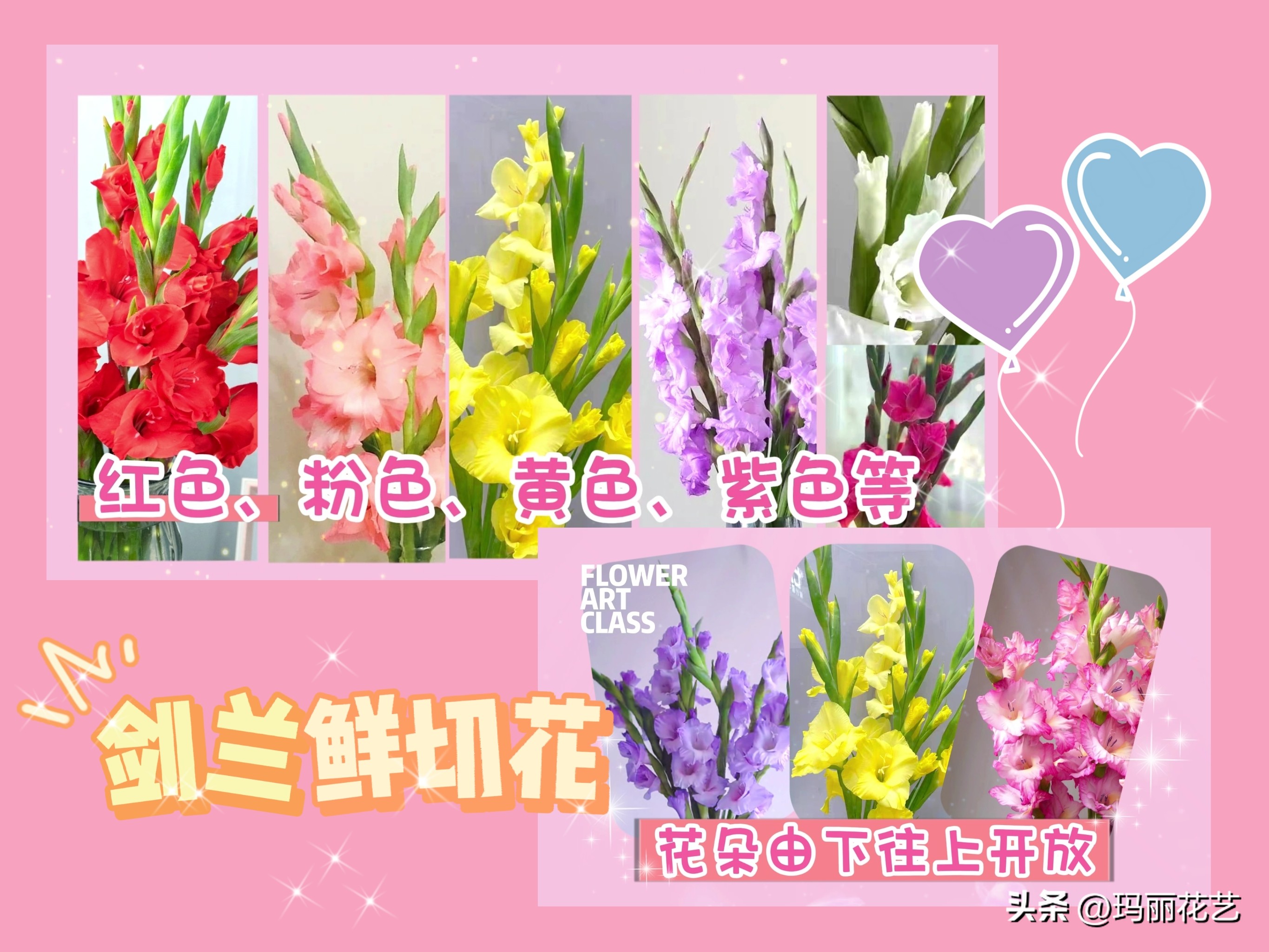 How to grow gladiolus fresh cut flowers? The florist teaches you the