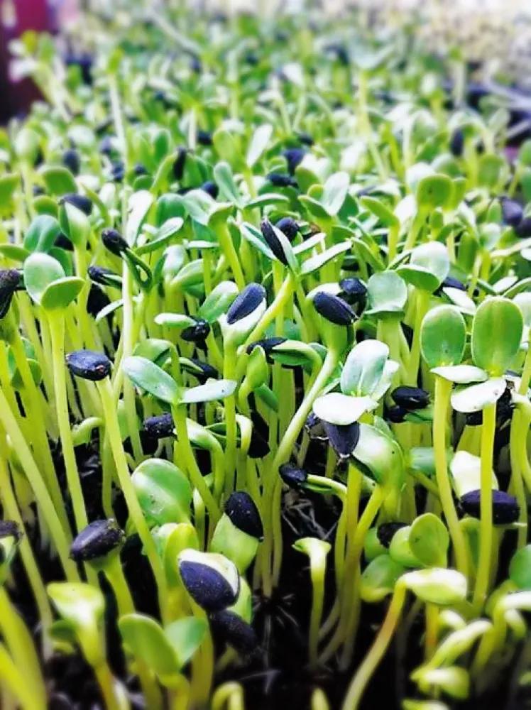 How long can the refrigerated sunflowers of Hema Xiansheng keep
