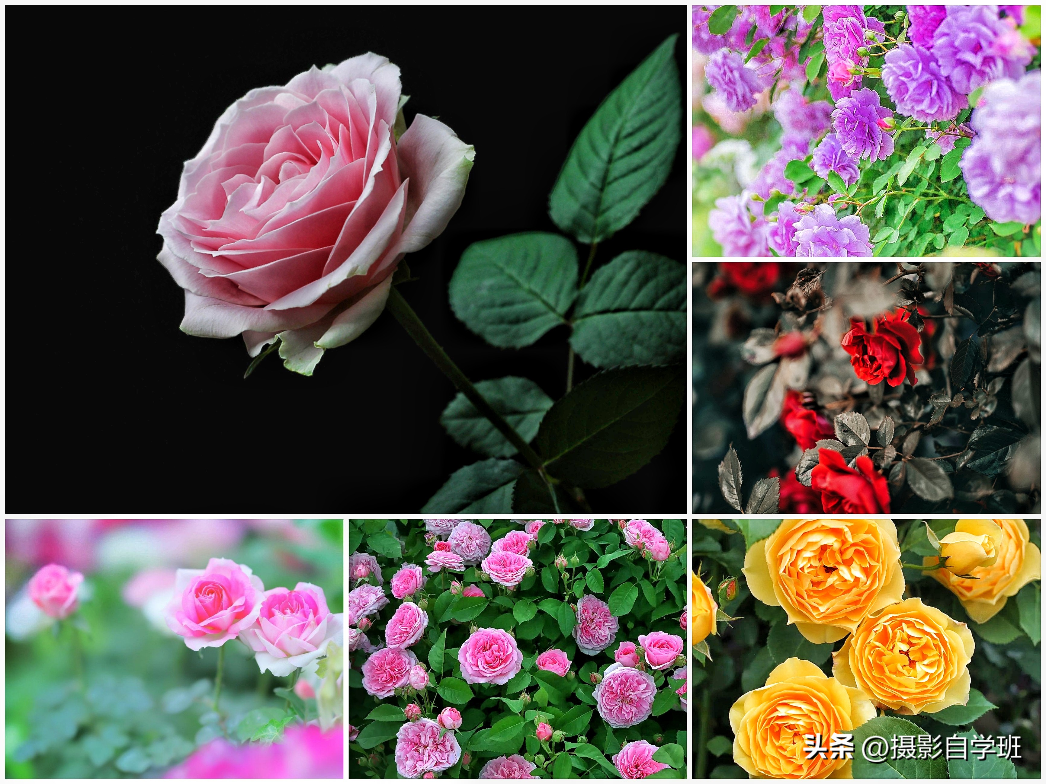 Roses bloom in March, let's learn how to shoot roses, and give you 6