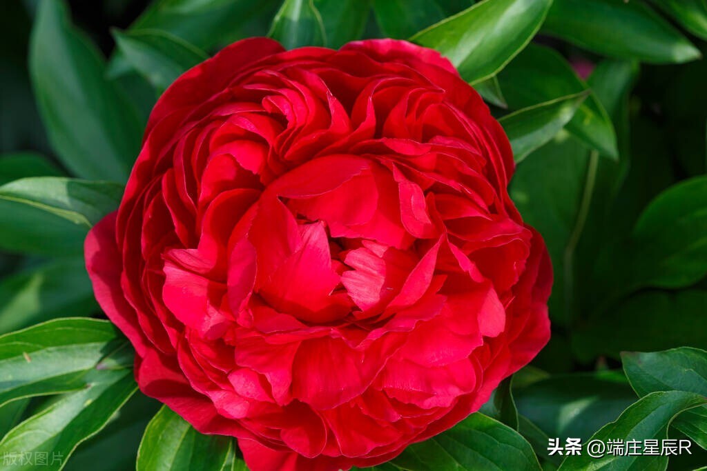 The beauty of peony is rare in the world iNEWS