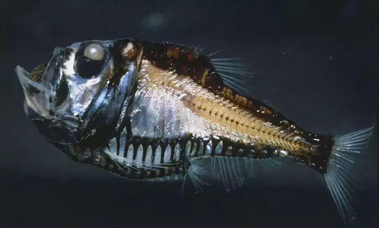 12 kinds of strange fish that grow most strange in the deep sea, one is ...