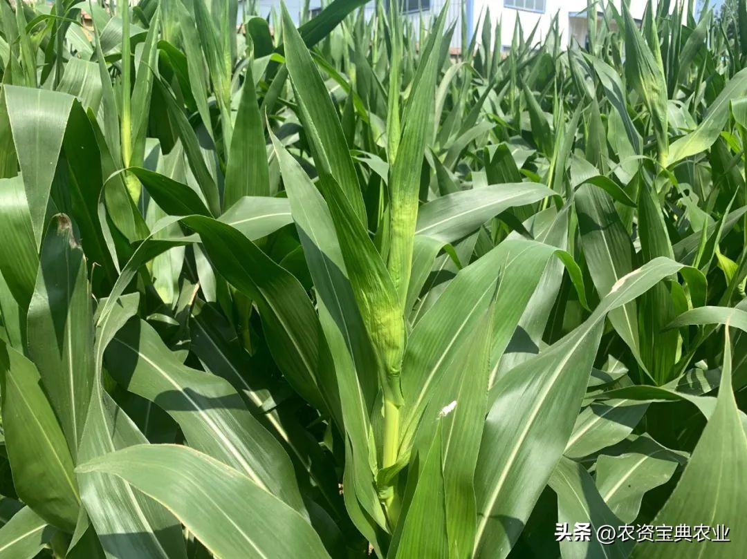 Summer corn filling period! August is a critical moment to determine ...