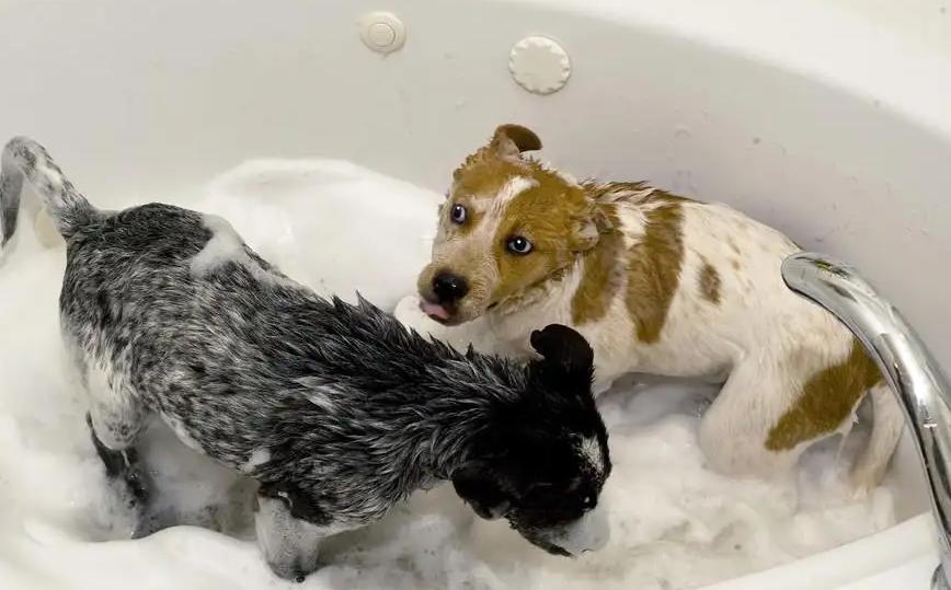 Why are dogs afraid of bathing?Dog don't come here iNEWS