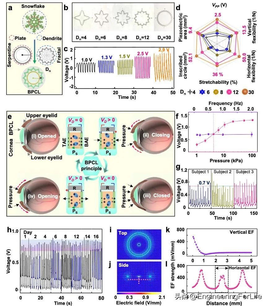 Corneal damage can be repaired in the blink of an eye! Studying