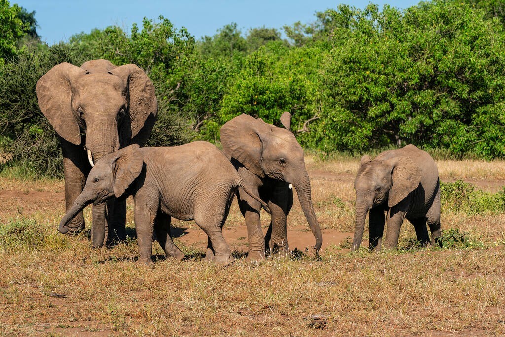 Why do elephants get themselves dirty? iNEWS
