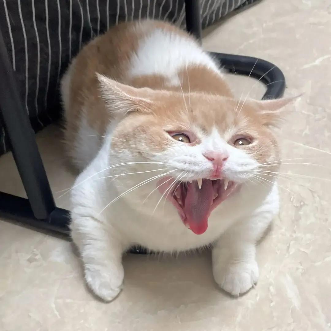 Why are cats harder to train than dogs? iMedia