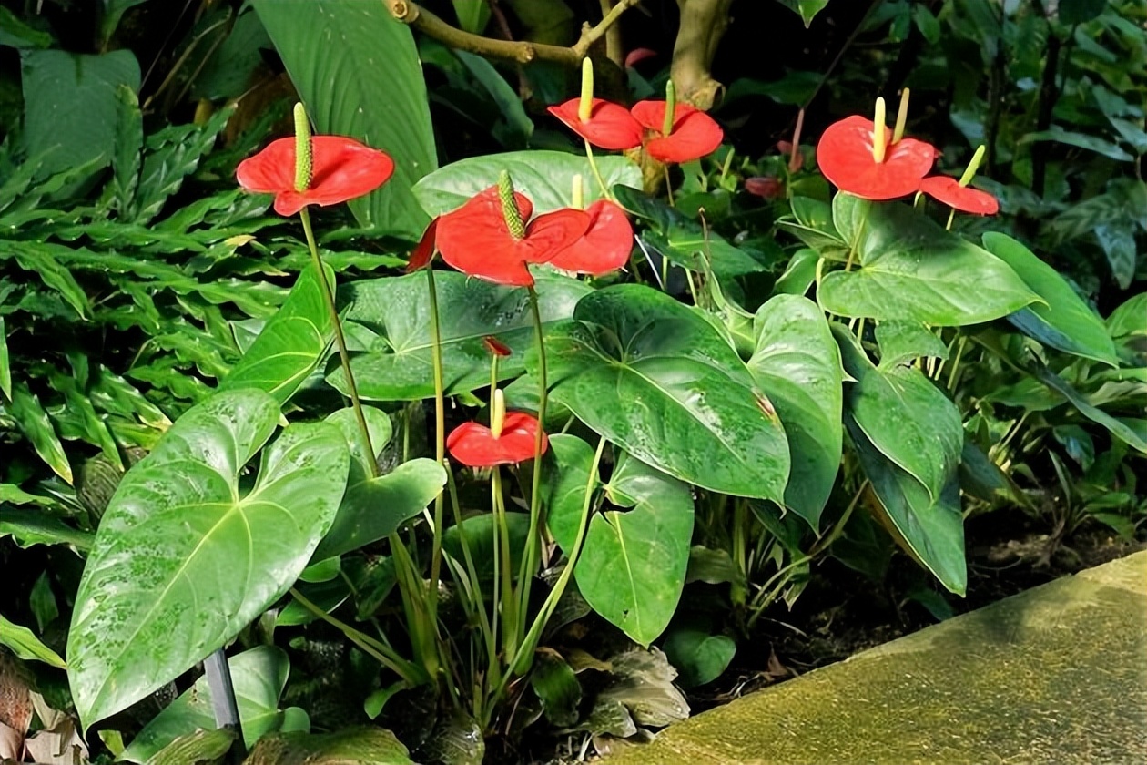 9 Indoor Flowers That Bloom YearRound iNEWS