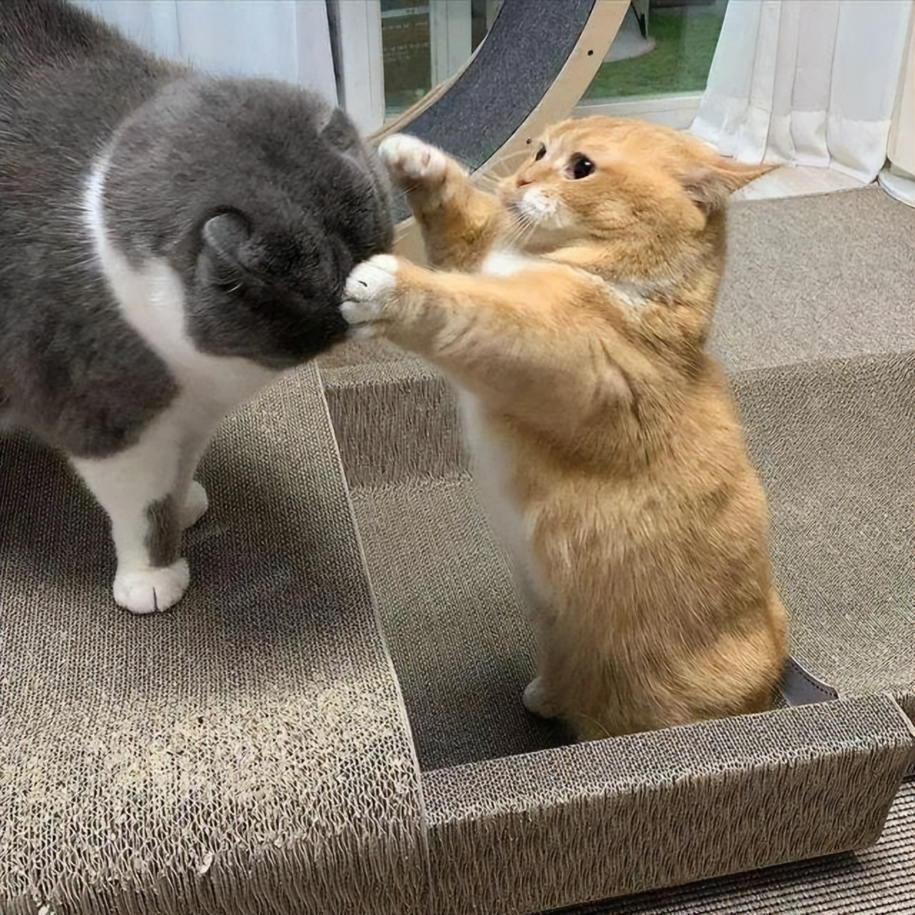 Many reminders 6 major "minefields" for raising cats, stepping on one