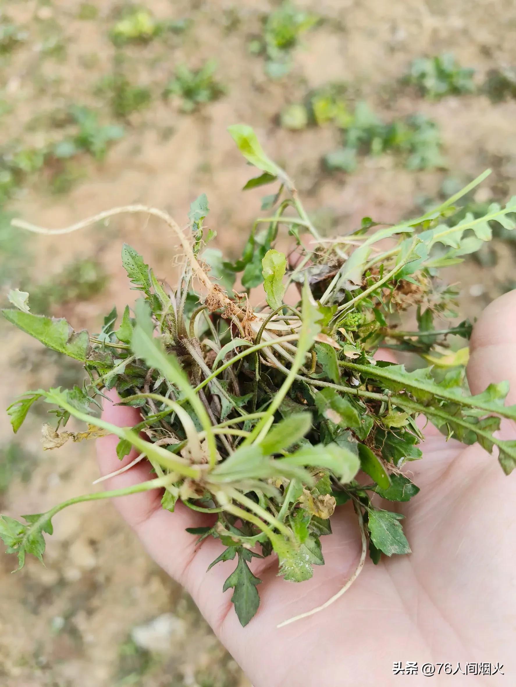 The most delicious taste in spring, stewed tofu with shepherd's purse