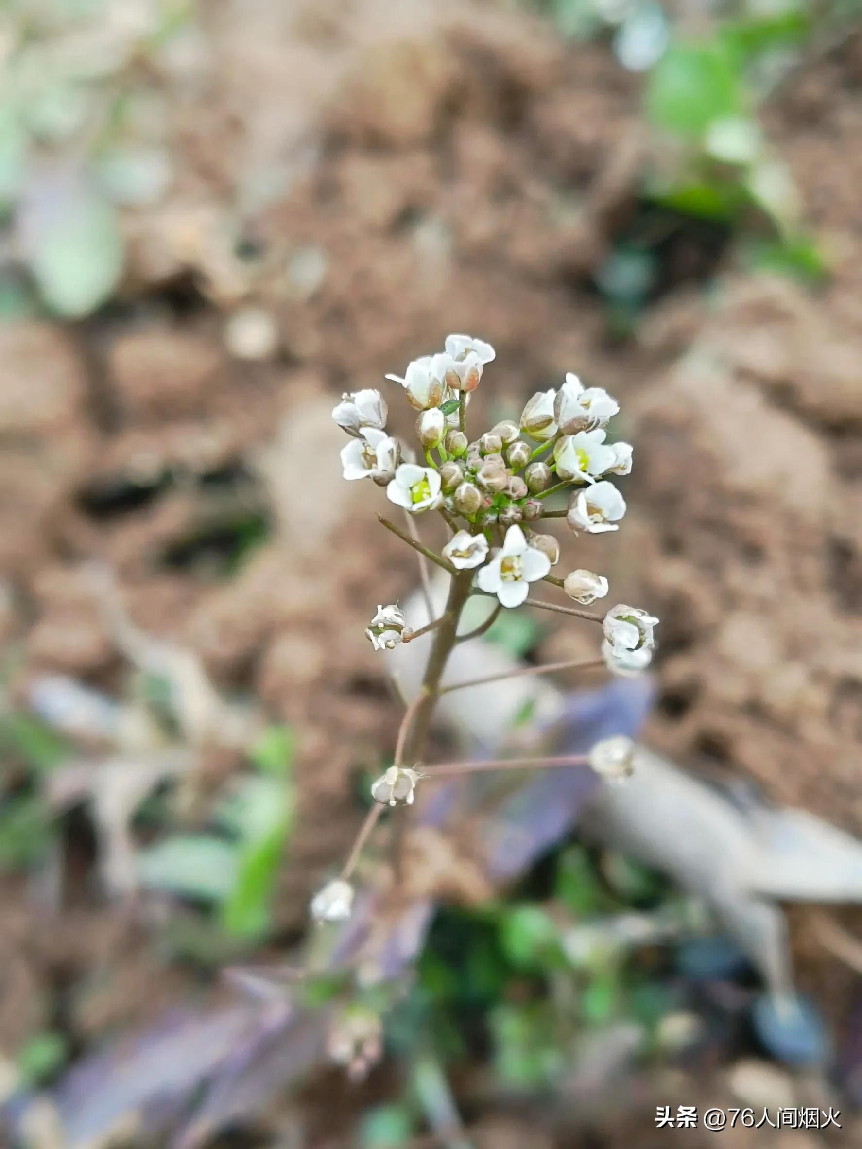The most delicious taste in spring, stewed tofu with shepherd's purse