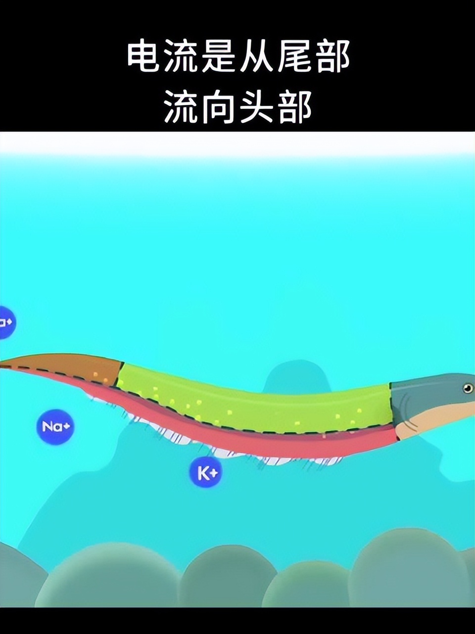 High voltage electricity in water electric eel, how does it discharge