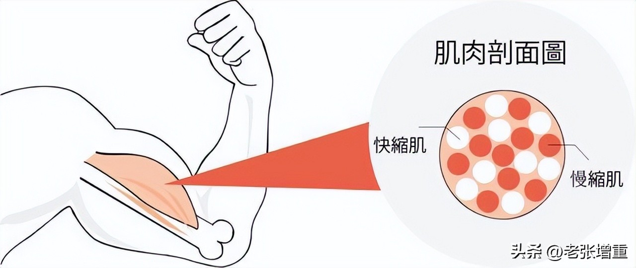 Want to build muscle, do you use heavy weights or light weights for