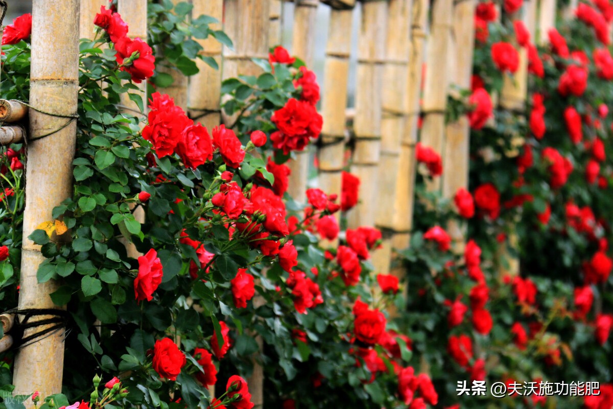 What fertilizer is best for roses? iMedia