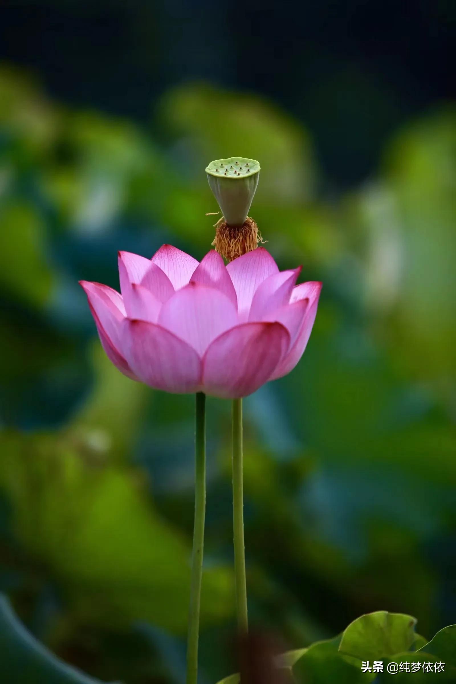 In the hot summer, the lotus leaves are blooming again and again. It is ...