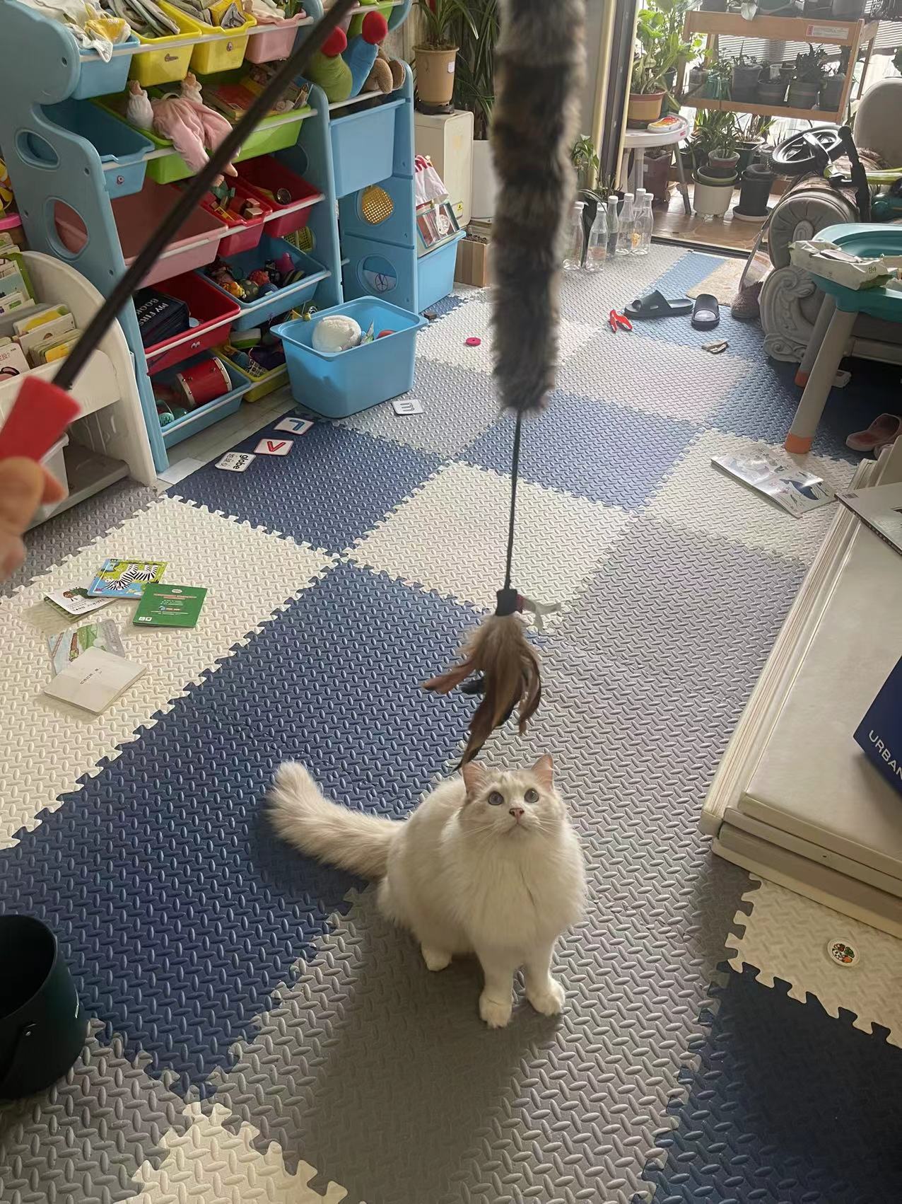 cat hunting behavior iNEWS