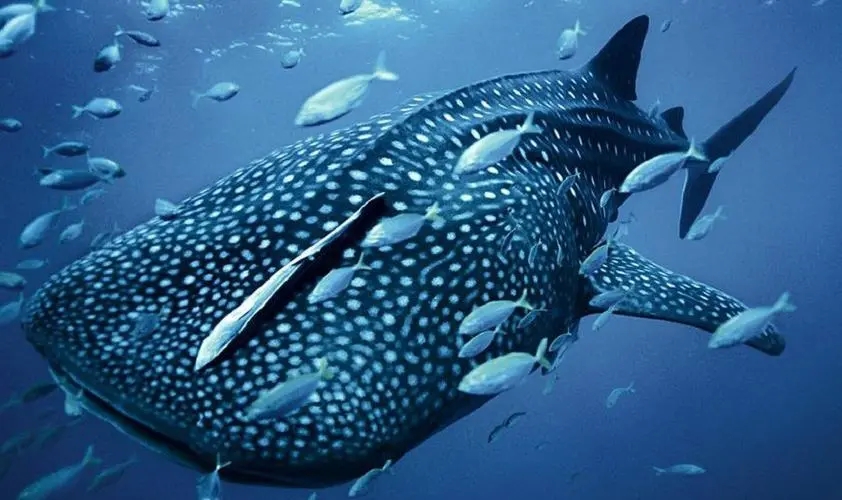 Wonderful World - the largest fish in the world, the Whale Shark! - iNEWS