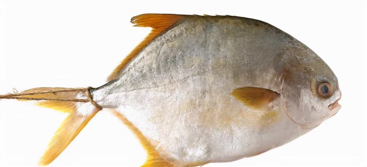The 50 most common edible fish, don't say you don't know, take a good ...