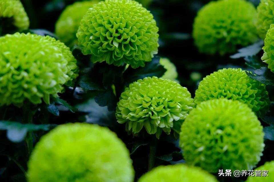 Ping pong chrysanthemum, the best chrysanthemum!Remember 5 points, the flowers bloom all year